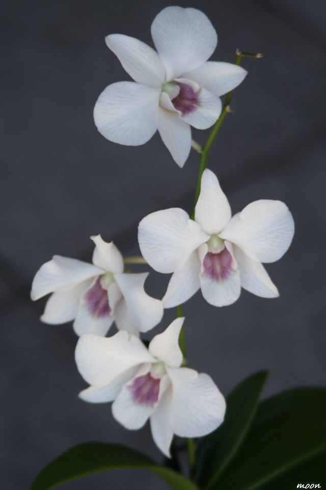 dendrobium